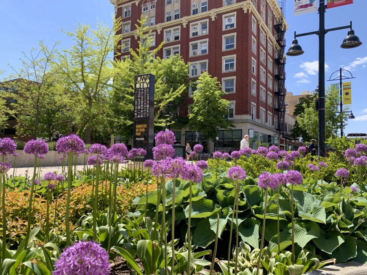 Purple flowers in full bloom in front of the historic Jefferson Hotel on Washington St.